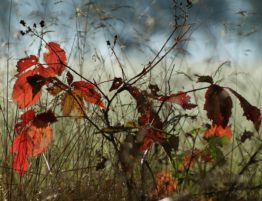 common autumn ailments leaves